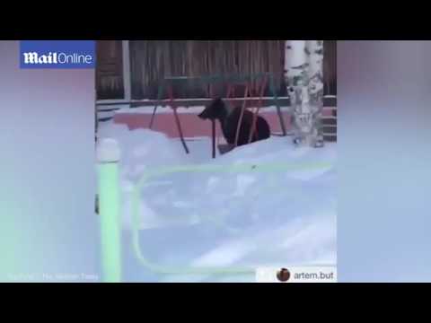 شاهد شبل دب يكافح للعب على أرجوحة أطفال