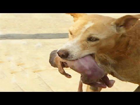 شاهد حيوانات تُقدِم على إنقاذ حياة البشر