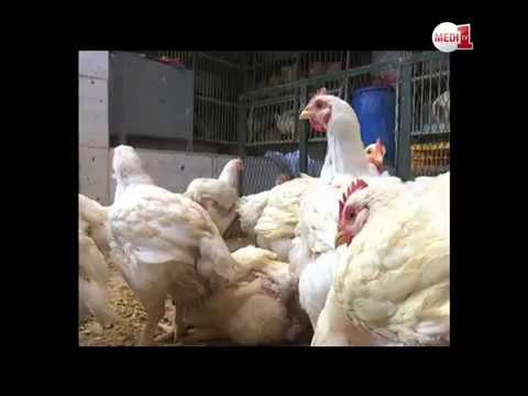 شاهد إجراءات احترازية بهدف تفادي دخول مرض انفلونزا الطيور