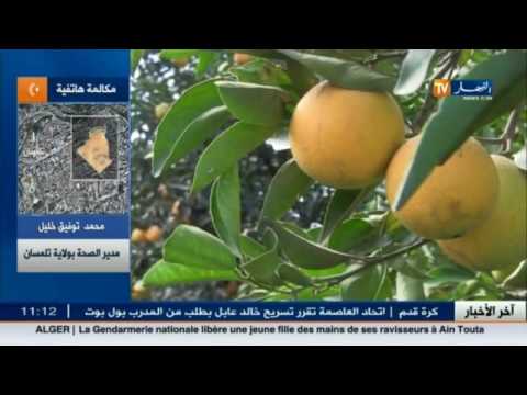 البرتقال السام هرب من المغرب وهذا ما يجب فعله لتفاديه