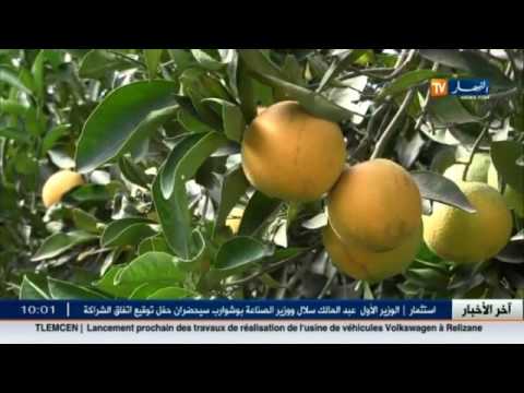 مستشفى سبدو يحذر من برتقال رش بمواد خطيرة على الصحة