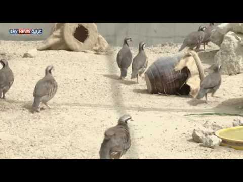 شاهد أزمة في صحراء الكويت بسبب الصيد الجائر