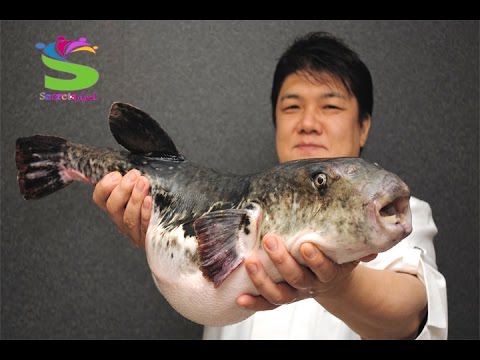 شاهد كيف يتم طبخ أغلى سمكة في العالم