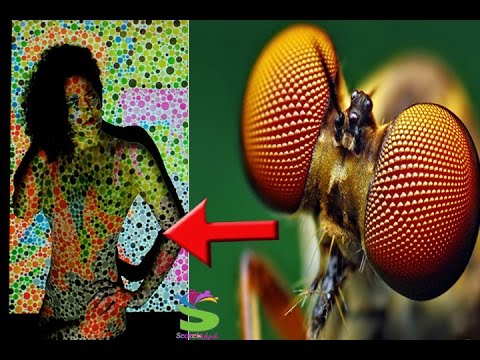 شاهد كيف ترى الحيوانات العالم من حولنا