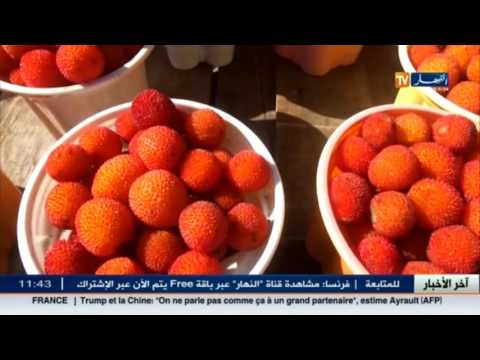 تعرف على فاكهة سانسو التي تزين طرقات تلمسان