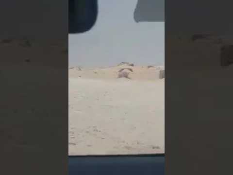 شاهد القوات المغربية تواجه عناصر البوليساريو في الكركارات