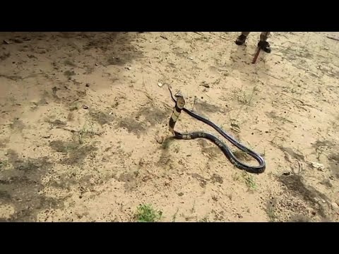 شاهد الأفاعي تجتاح جزر غينيا بيساو