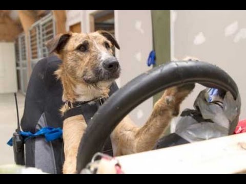 شاهد كلاب تقود السيارات