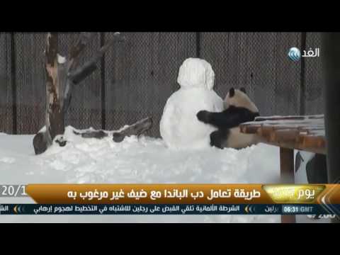 شاهد طريقة تعامل دب الباندا مع ضيف غير مرغوب به