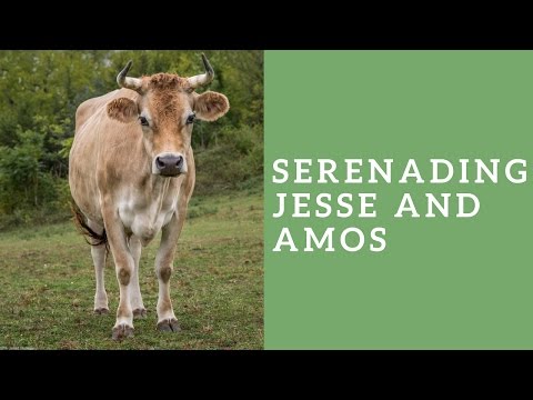 شاهد عزف شاب على آلة الساكسفون ينال إعجاب بقرتين