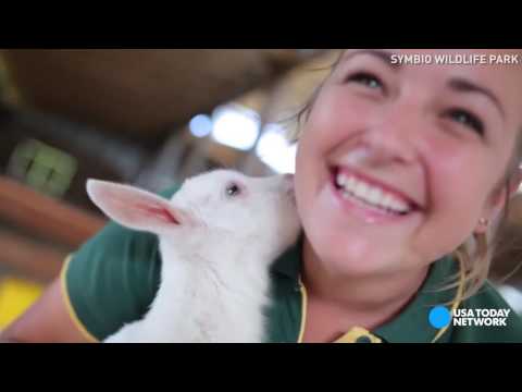 عنزة شقراء تنضم إلى محمية للحيوانات الغريبة