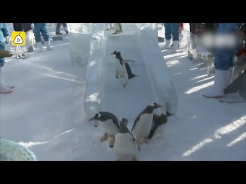 تعلم من البطاريق كيفية الاستمتاع بالشتاء