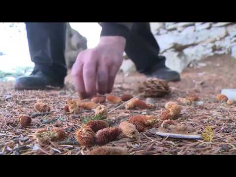 شاهد شجرة الأرز تواجه العديد من التحديات في لبنان