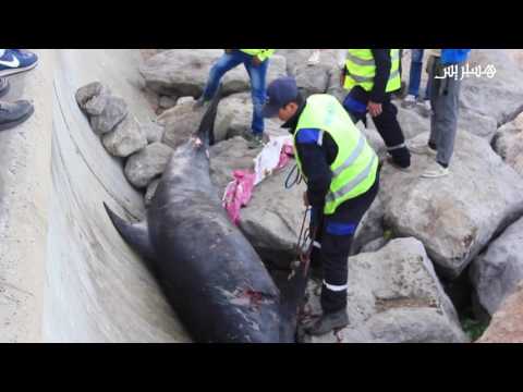 شاهد حوت صغير يصل إلى سواحل طنجة
