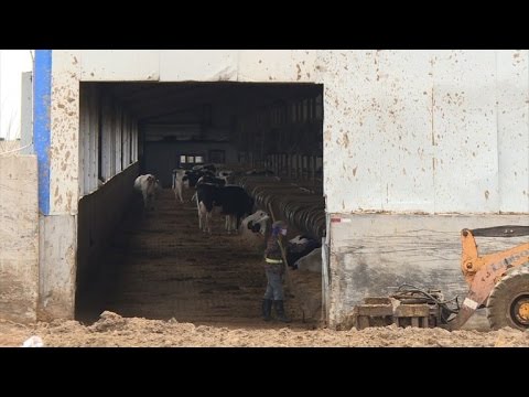 بالفيديو  مزارع الأبقار الضخمة في الصين تلوث البيئة