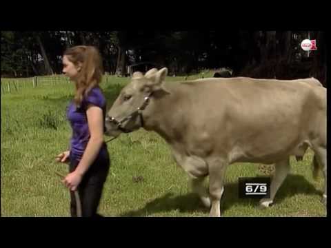 شاهد  فتاة نيوزلندية تدرب بقرة على الجري