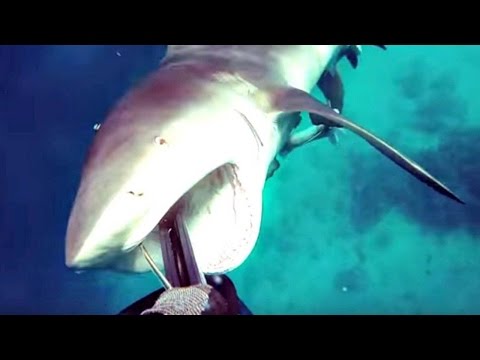 شاهد أسترالي يوثق هجوم سمكة قرش عليه