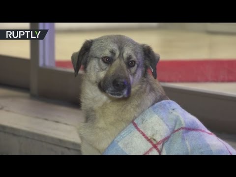 بالفيديو كلاب شاردة تجد ملجأ لها في مجمع تجاري