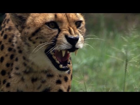 شاهد  حماية آخر الفهود المهددة بالانقراض