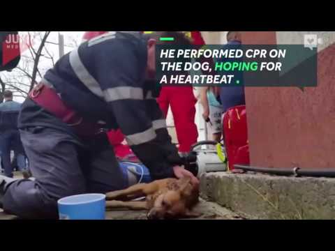 رجل إطفاء يعطى قبلة الحياة لكلب يحتضر