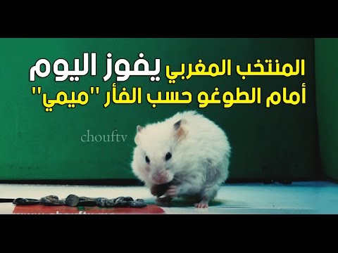 شاهد المنتخب المغربي يفوز اليوم أمام الطوغو حسب الفأر ميمي