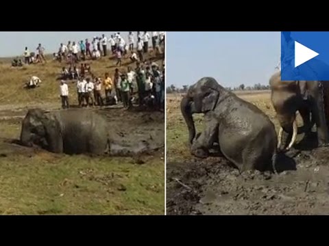 بالفيديو  فيل يتقذ شقيقه المحاصر في الوحل