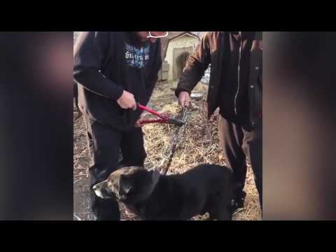 شاهد لحظة تحرير كلب في نيويورك