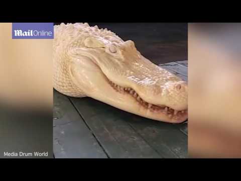 شاهد أنثى تمساح ألبينو تثير ضجة على الإنترنت