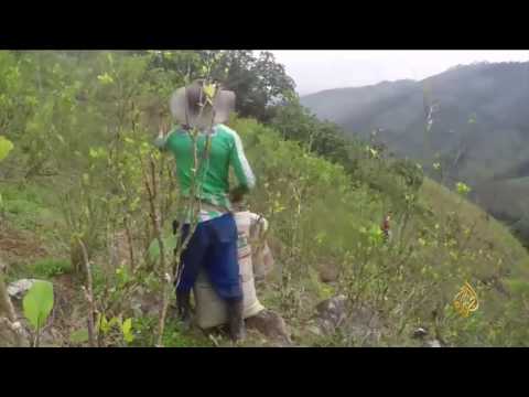 شاهد كولومبيا تستعد لحظر زراعة الكوكا