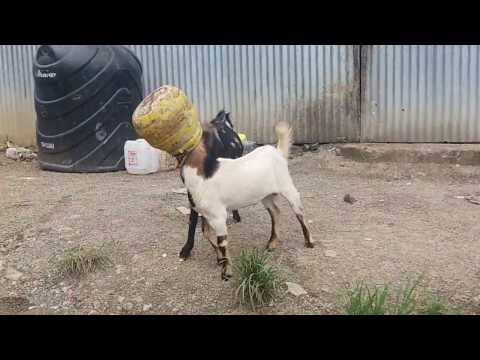 أطرف لقطة لزوجان من الماعز التصقت قرونهم بوعاء واحد