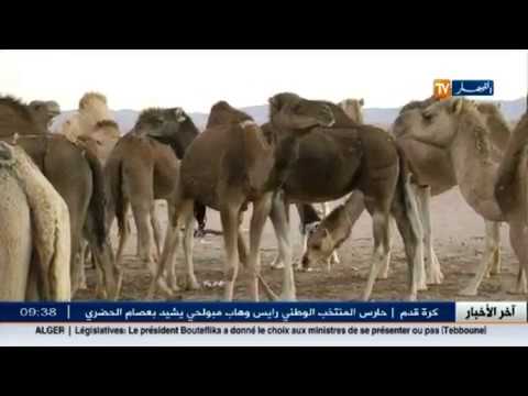 شاهد حليب الإبل منافع عديدة لأمراض مستعصية