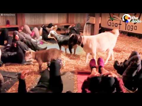 افتتاح مدرسة ليوغا الماعز في أميركا