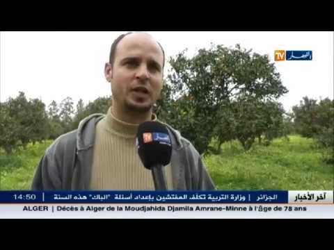 شاهد أخر الأخبار الاقتصادية الجزائرية 12فبرايرشباط