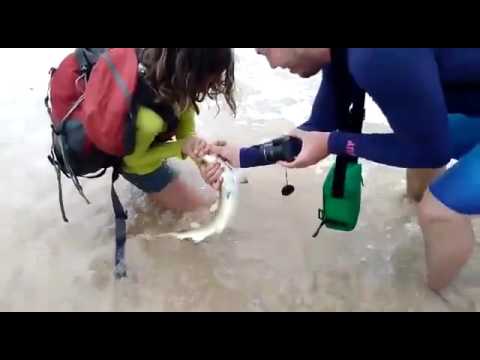 بالفيديو مشاهد مرعبة لمحاولة التقاط صورة شخصية مع قرش