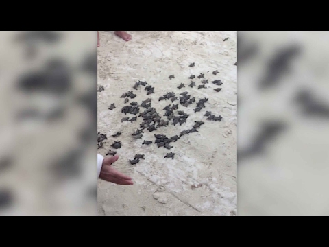 شاهد لحظة إطلاق السلاحف المهددة بالانقراض