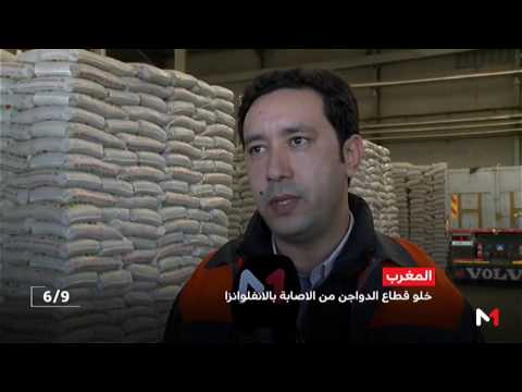 الدواجن التي يتم إنتاجها في المغرب ليست مصابة بالأنفلونزا