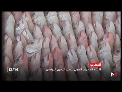 بالفيديو  حصيلة وآفاق قطاع الصيد البحري