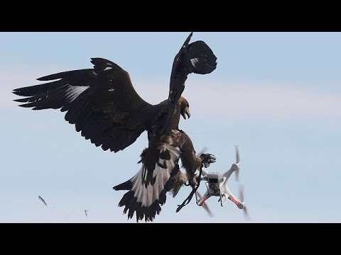 الجيش الفرنسي في العراق يدرّب النسور على اصطياد طائرات داعش