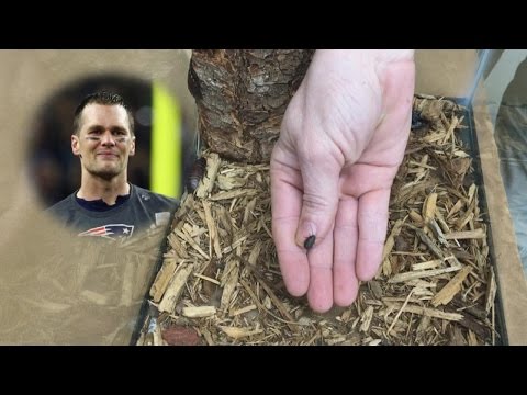 حديقة حيوان تطلق اسم لاعب كرة قدم على صرصار