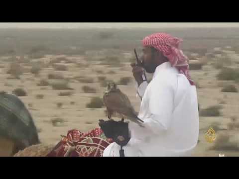 بالفيديو انطلاق بطولة القلايل للمقناص في دولة قطر