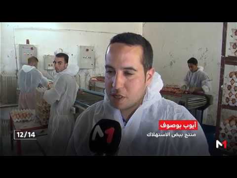 ارتفاع إنتاج البيض إلى أربعة ملايين وحدة