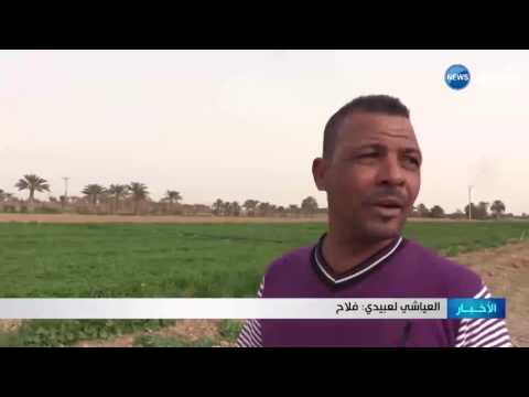 العياشي لعبيدي حكاية حب مع الأعشاب المعطرة