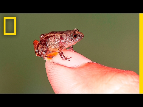 اكتشاف نوع جديد من الضفادع في حجم عقلة الإصبع