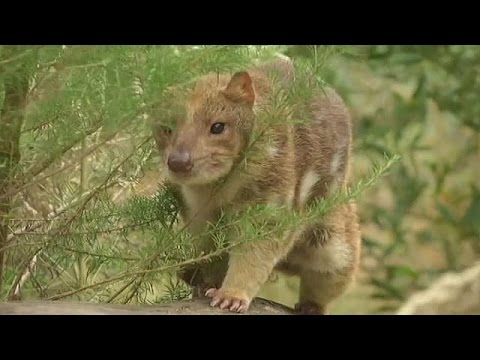 بالفيديو كاميرات خاصة لحماية الديناصور الشرقي