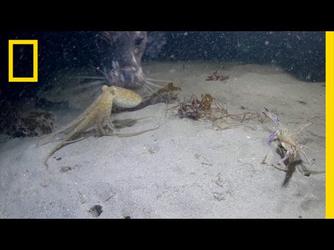 شاهد معركة حياة أو موت بين سرطان بحر وأخطبوط تنتهي كالأفلام