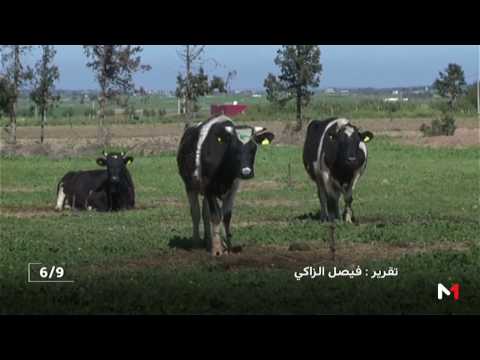 توقع موسم فلاحي جيد في المغرب بفضل التساقطات الأخيرة