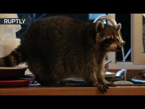 حيوان الراكون يتسلل إلى مطبخ أسرة كازاخية لغسيل الأطباق