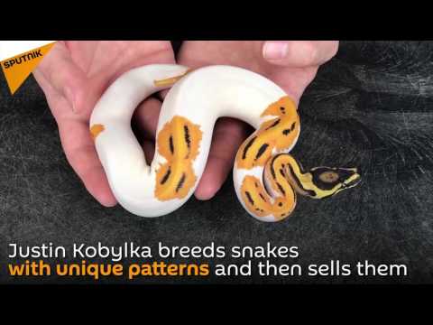 أميركي يفرخ ثعبان بايثون بـإيموجي ضاحك