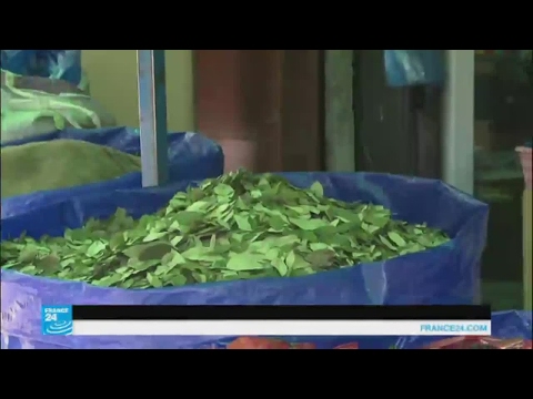 بوليفيا تقرّ قانونًا يزيد المساحات المزروعة بنبتة الكوكا