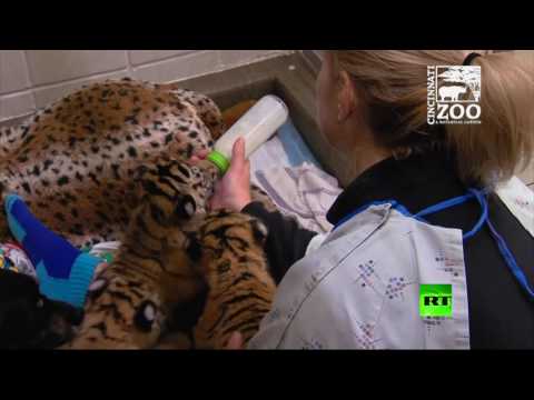 كلبة ترعى 3 أشبال من النمور النادرة